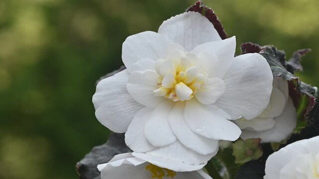 A beautiful blooming white Begonia flower closeup in a pot at backyard garden