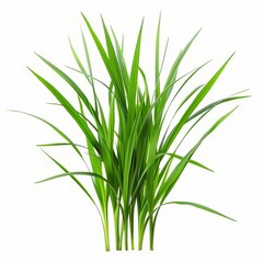 Obraz premium A green leafy plant with a long stem