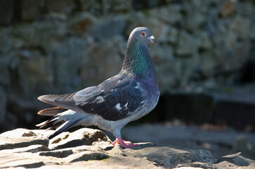  One city pigeon medium-sized bird with grey-green feathers standing on the rock. Closeup photo. Fauna, birds wildlife concept.
