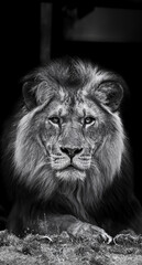 A close-up of a beautiful lion in black and white, featuring an intense, focused gaze. The lion's detailed and majestic mane stands out against a dark background. Generative AI