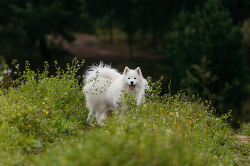 A Samoyed dog in the forest in summer