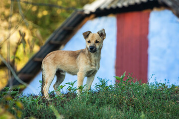 Rural landscape in the Republic of Moldova. Photo with beautiful nature from the country in Eastern Europe.