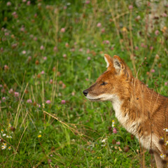 Indian wild dog pose in the nature habitat