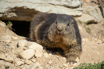 Alpine marmot sitting on a stone