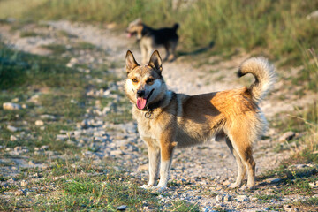 Rural landscape in the Republic of Moldova. Photo with beautiful nature from the country in Eastern Europe.