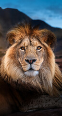 Fototapeta premium A close-up of a beautiful lion with a captivating, intense gaze. The lion's majestic mane is detailed and well-groomed, and its eyes are sharp and mesmerizing, drawing attention. Generative AI
