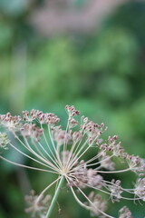 Fresh dill herb plant growing in the garden.
