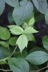 Raspberry plant leaves growing in the summer garden.