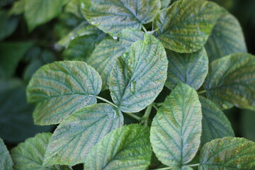 leaves in the garden