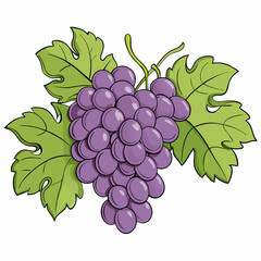 Grapes bunches vector illustration on a isolated white background (19)