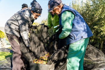 Family olive harvest in La Rioja, Spain
