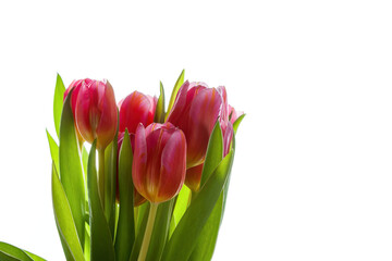 Pink tulips with green leaves.