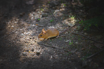 A small brown mouse sitting on a forest floor, near a stone, surrounded by natural elements.