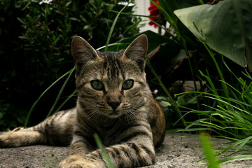 Un gato en el patio de una ciudad  © Charles