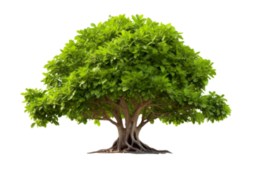 Banyan or bodhi tree, big ficus religiosa isolated on clear white background