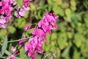 Naklejka premium Sweden. The sweet pea, Lathyrus odoratus, is a flowering plant in the genus Lathyrus in the family Fabaceae (legumes), native to Sicily, southern Italy and the Aegean Islands. 