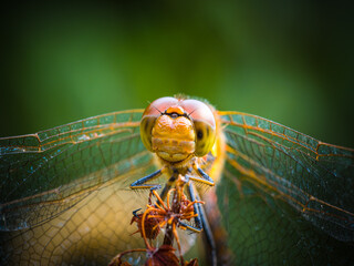 Portrait of a red dragonfly, Macro shot of resting on a stem. macro closed up, natural insect