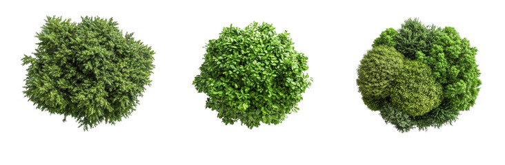 Naklejka premium Lush green foliage clusters in various shades, showcasing vibrant textures and forms. Perfect for nature themed designs. 