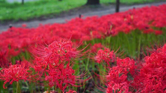 Red spider lilies&nbsp;(Lycoris radiata) at Satte's&nbsp;Gongendo park