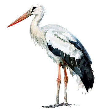 watercolor stork standing white background clip art preview