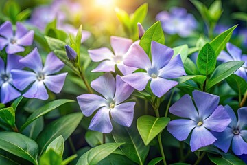 Delicate periwinkle flowers with soft, velvety petals and subtle, shimmering sheen bloom in gentle clusters amidst lush green foliage in a serene outdoor setting.