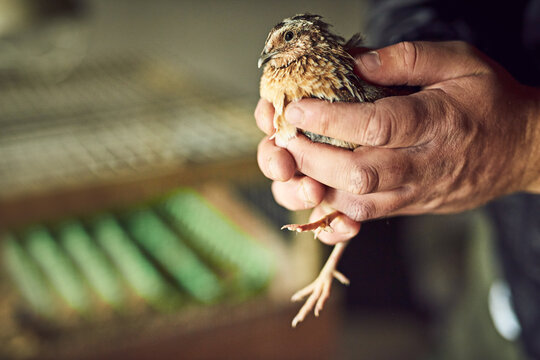 Person, hands and farmer with bird for nature, animal nuture or growth on farmland or natural ecology. Closeup, creature or agriculture with livestock of feather hen in palms for sustainable farming