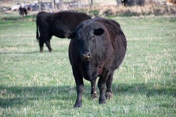 cow in a field colorado