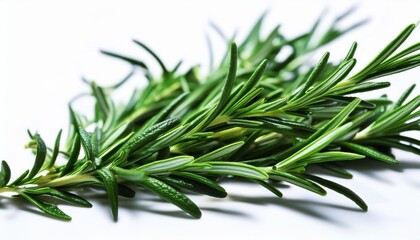 panning and close up shots of green fresh rosemary rosemary is a versatile herb with numerous medicinal and culinary benefits