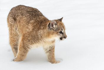 Cougar (Puma concolor) Steps To Right in Snow Winter