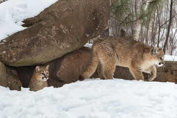 Cougar (Puma concolor) Looks Out From Rock Den While Sister Creeps Out Winter