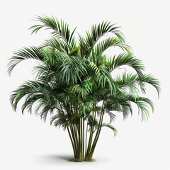 Obraz premium A botanical illustration of an elegant palm plant, ideal for adding a touch of natural beauty to modern home interiors.