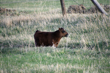Calves in a field colorado