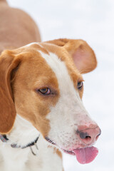 Posavac Hound sticking his tongue out at the camera against a white background.