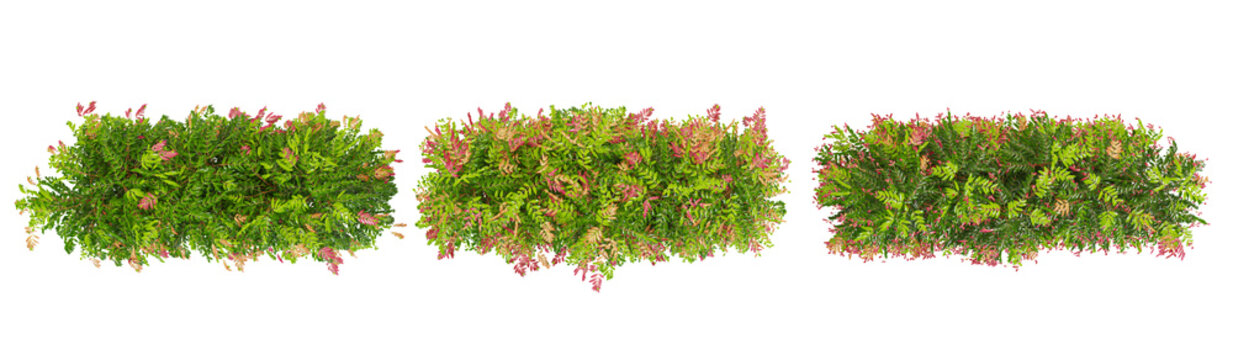 3d rendering of lilly pilly  plants on transparent background from top view