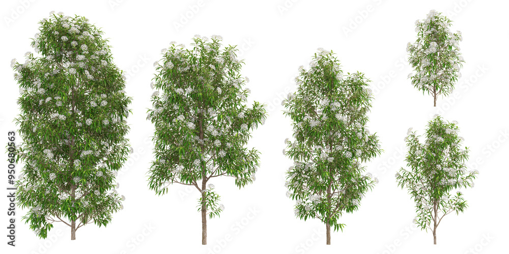 Wall mural 3d rendering of lemon myrtle plants on transparent background