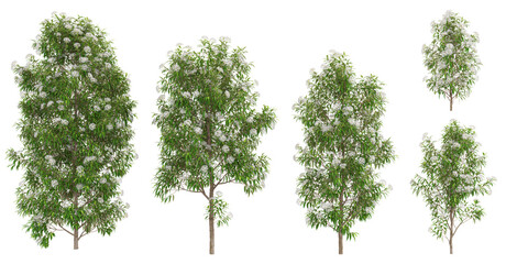 3d rendering of lemon myrtle plants on transparent background © Saifstock
