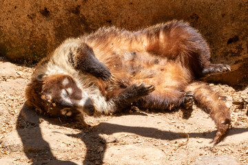 Coati lying face up sunbathing
