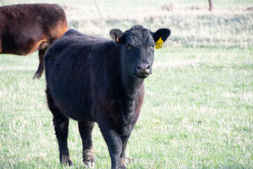cow in a field colorado