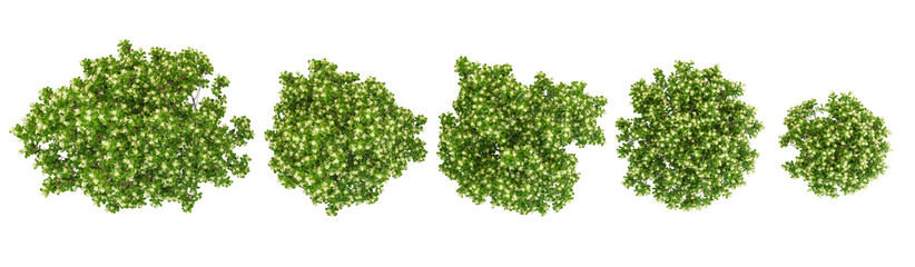 Pittosporum 'green pillar' Trees collection with realistic style from top view