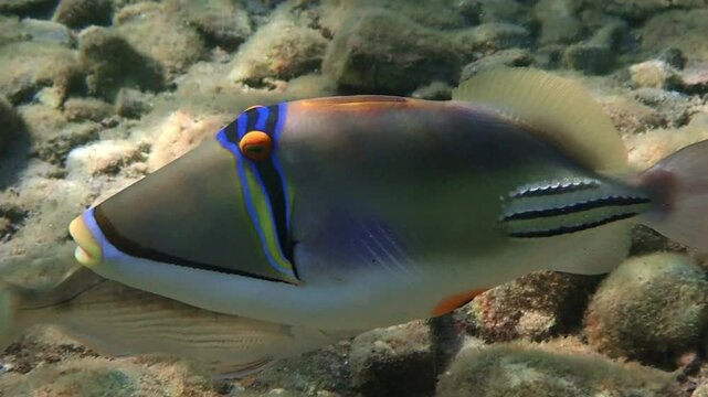 Exotic coral fish -  Picasso trigger-fish, scientific name is Rhinecanthus assasi, the species belongs to the family Balistidae, it inhabits Red Sea, Middle East
