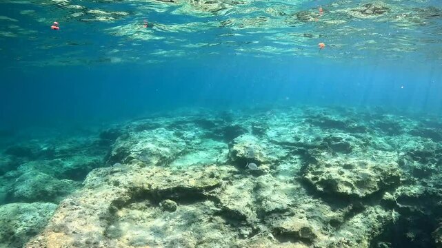 Small and big fish swimming over the rocky seabed. Travel footage, adventure snorkeling trip. Underwater video from snorkeling, marine life in the ocean. Sea and fish.