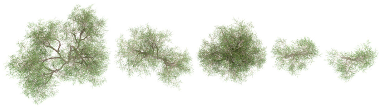 set of peruvian pepper trees on transparent background from top view