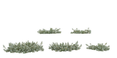 Set of tas bush plants isolated on transparent background © Saifstock