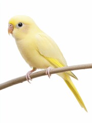 Understanding bird respiratory problems and exploring effective solutions to enhance avian health and overall well-being.