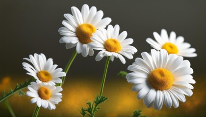 medicinal chamomile flowers with white petals around yellow centers on thin green stems