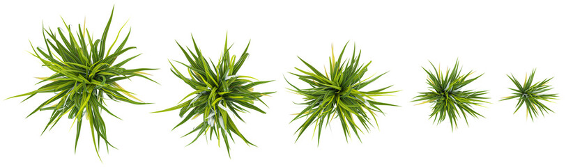 Fototapeta premium Top view of Silver spears plants isolated on white background