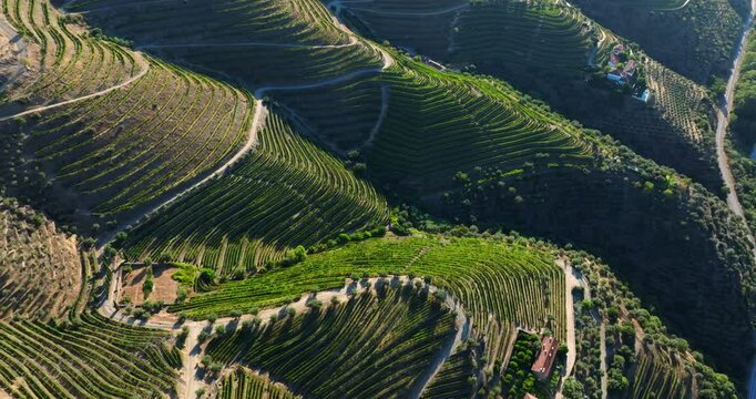 Aerial shot of terraced vineyards in the Douro Valley in Portugal. Flying over vineyards at sunset.