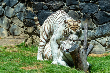 couple of tigers having sex