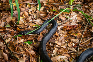 Black Snake