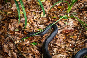 Black Snake